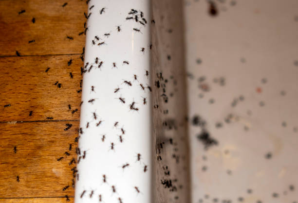Best Termite Control Services  in North Brooksville, FL