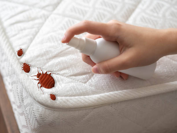 Best Spider Control Near Me  in North Brooksville, FL
